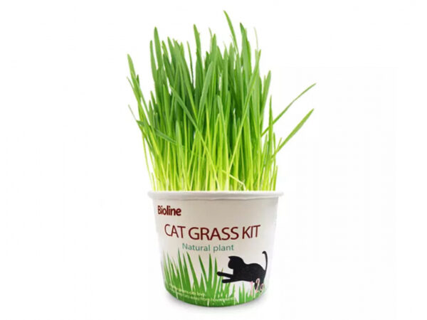 BIOLINE CAT GRASS KIT
