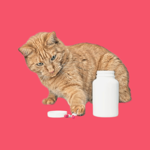 cat medicine