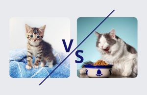 Difference Between Kitten and Cat Food
