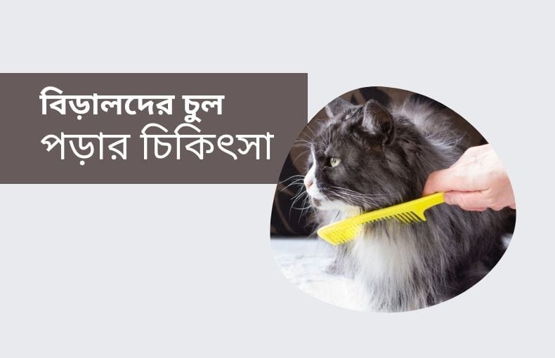 বিড়ালদের চুল পড়ার চিকিৎসা