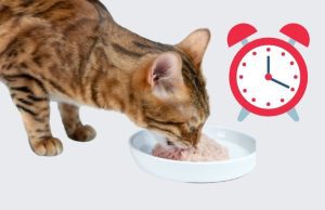How Long Can Wet Cat Food Sit Out