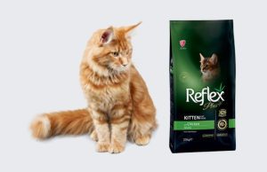 Is Reflex A Good Cat Food?