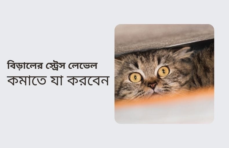 বিড়ালের স্ট্রেস লেভেল কমাতে যা করবেন