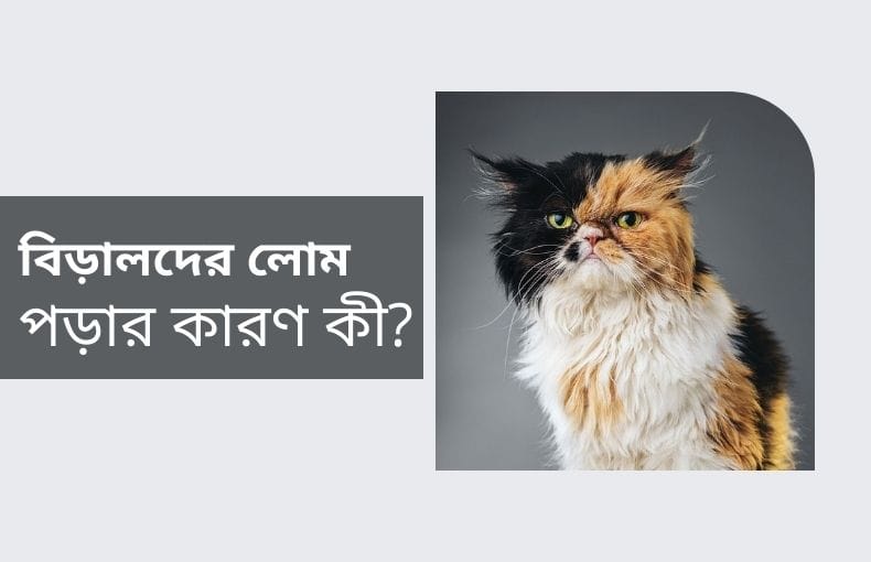 বিড়ালের লোম পড়ার কারণ