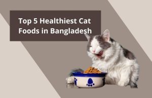 What Are The Top 5 Healthiest Cat Foods In Bangladesh