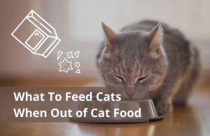 What To Feed Cats When Out of Cat Food
