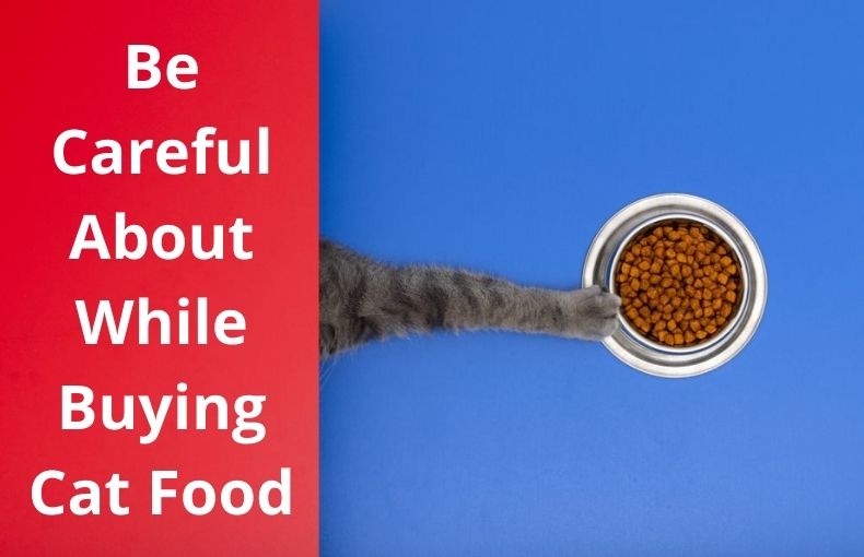What You Should Be Careful About While Buying Cat Food