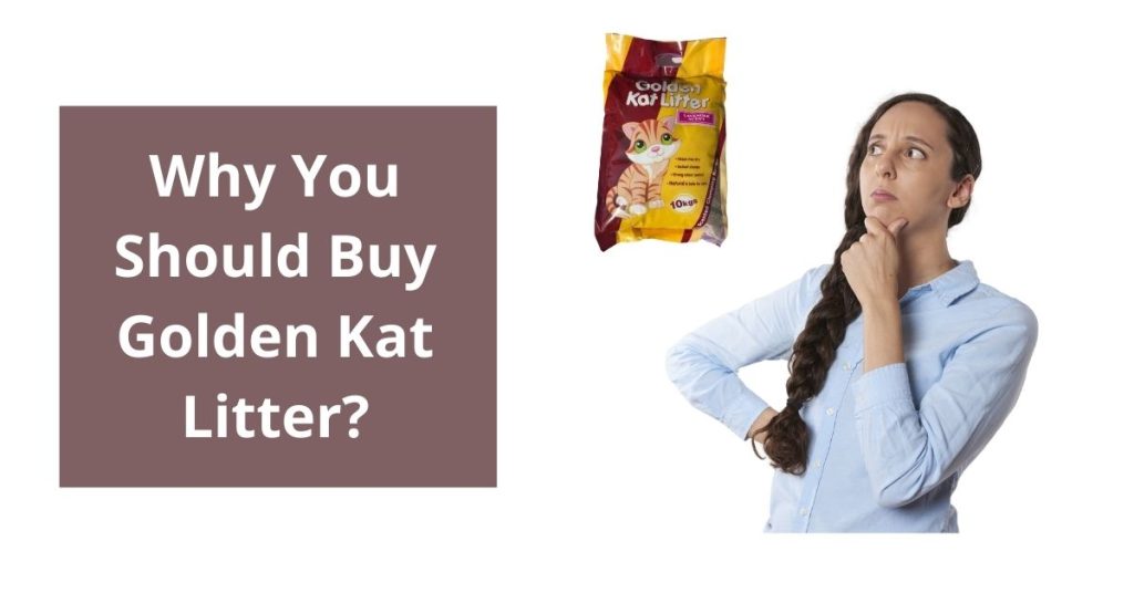 Why You Should Buy Golden Kat Litter