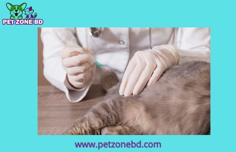Types Of Cat Vaccines And Medicines