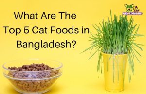 What are the top 5 cat foods in Bangladesh?