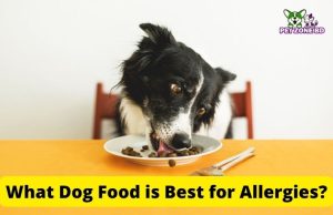 What dog food is best for allergies?