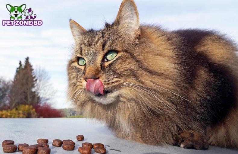 Is Smart Heart Cat Food Good for Your Cat?