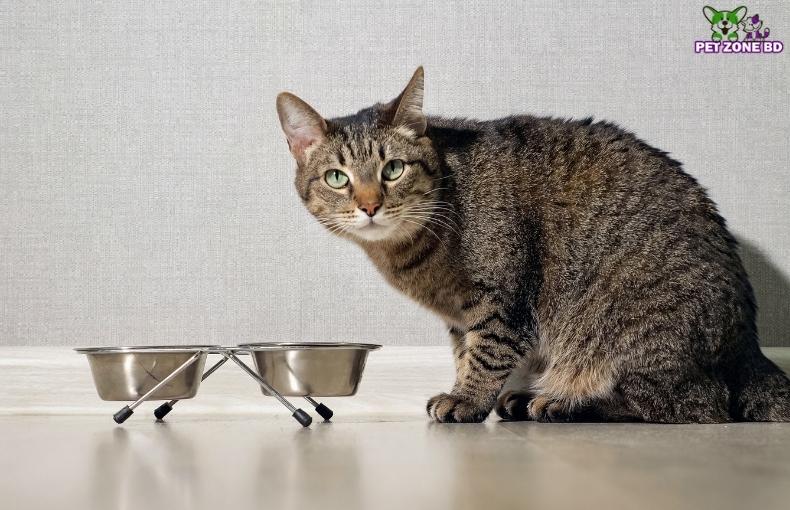 Benefits of Mito Adult Cat Food