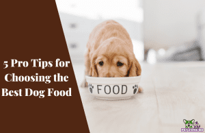 5 Pro Tips for Choosing the Best Dog Food