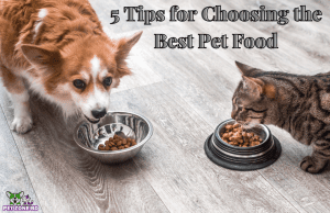 5 Tips for Choosing the Best Pet Food