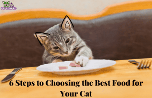 6 Steps to Choosing the Best Food for Your Cat