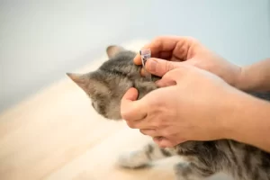Flea and Tick Treatment and Medicine for Cats