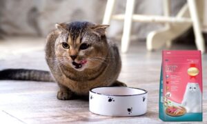 SmartHeart Cat Food Review