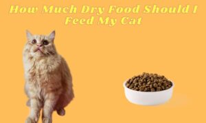 How Much Dry Food Should I Feed My Cat?