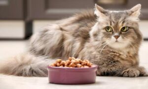 How Much Wet Food Should I feed My Cat?