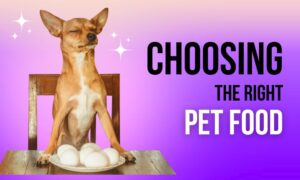 Choosing the Right Pet Food: A Comprehensive Guide for Pet Owners in Bangladesh